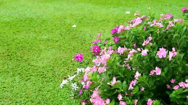 粉红色的白色madagasca小长春花玫瑰小长春花绿色草花园